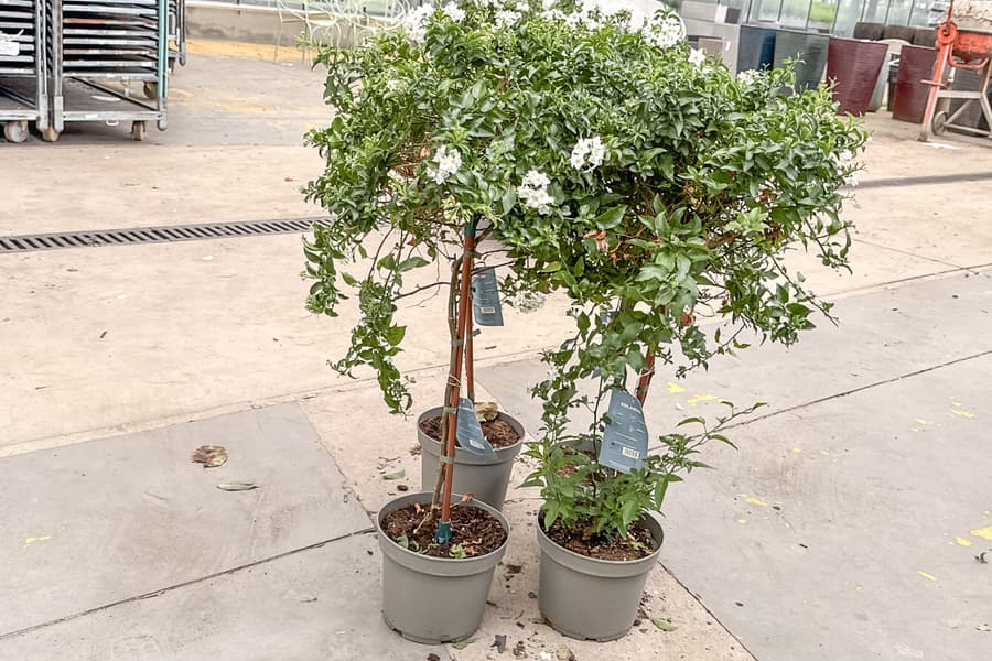 4 Grünpflanzen Solanum